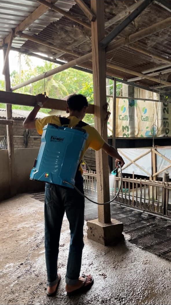 Tim Mambuwana melakukan treatment organik di kandang ayam untuk menghilangkan bau amonia