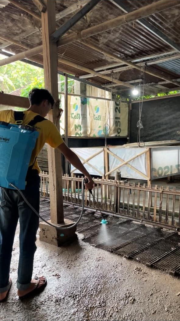 Petugas memeriksa kondisi kandang ayam yang bermasalah dengan gas amonia di Yogyakarta